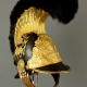 CASQUE DES GENDARMES DE LA MAISON DU ROI 1814 - RESTAURATION